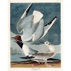 Bonapartian Gull - Cuadrostock