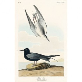 Black Tern - Cuadrostock