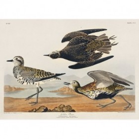 Golden Plover - Cuadrostock