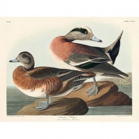 American Widgeon - Cuadrostock