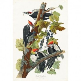 Pileated Woodpecker - Cuadrostock