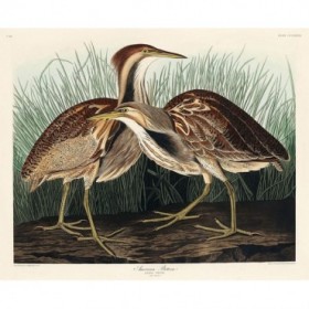 American Bittern - Cuadrostock