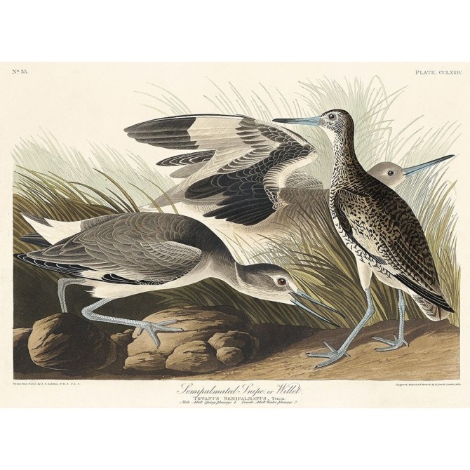 Semipalmated Snipe or Willet - Cuadrostock
