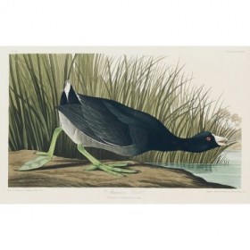 American Coot