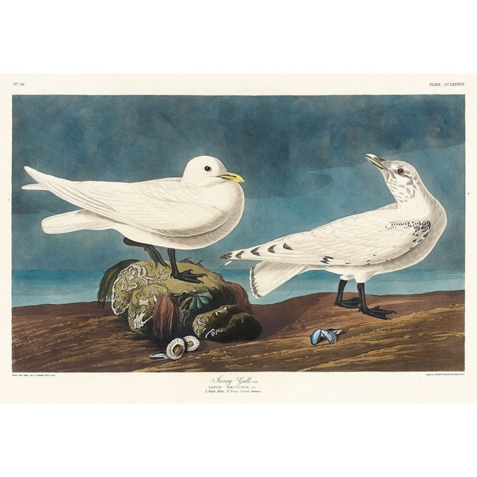 Ivory Gull - Cuadrostock