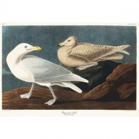 Burgomaster Gull - Cuadrostock