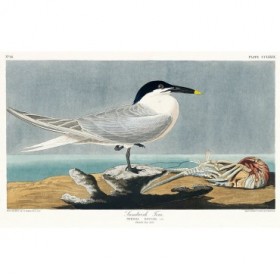 Sandwich Tern - Cuadrostock