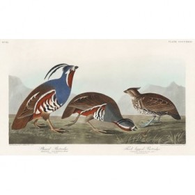 Plumed Partridge and Thick-legged Partridge - Cuadrostock