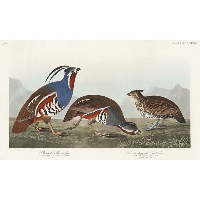 Plumed Partridge and Thick-legged Partridge