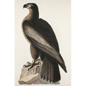 The Bird of Washington or Great American Sea Eagle - Cuadrostock