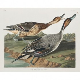 Pin-Tailed Duck - Cuadrostock