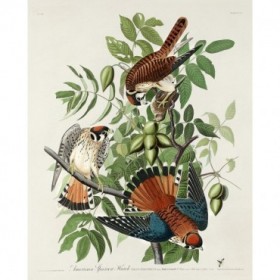 American Sparrow Hawk - Cuadrostock