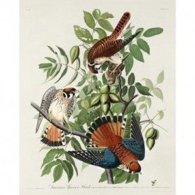 American Sparrow Hawk