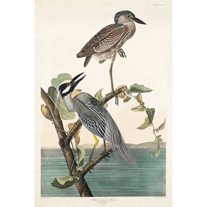 Yellow-Crowned Heron - Cuadrostock