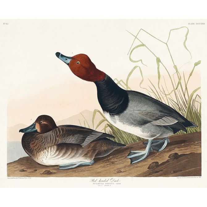 Red-headed Duck - Cuadrostock