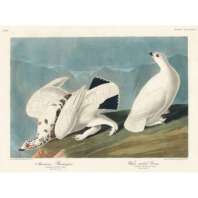 American Ptarmigan and White-tailed Grous