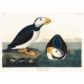 Large billed Puffin - Cuadrostock