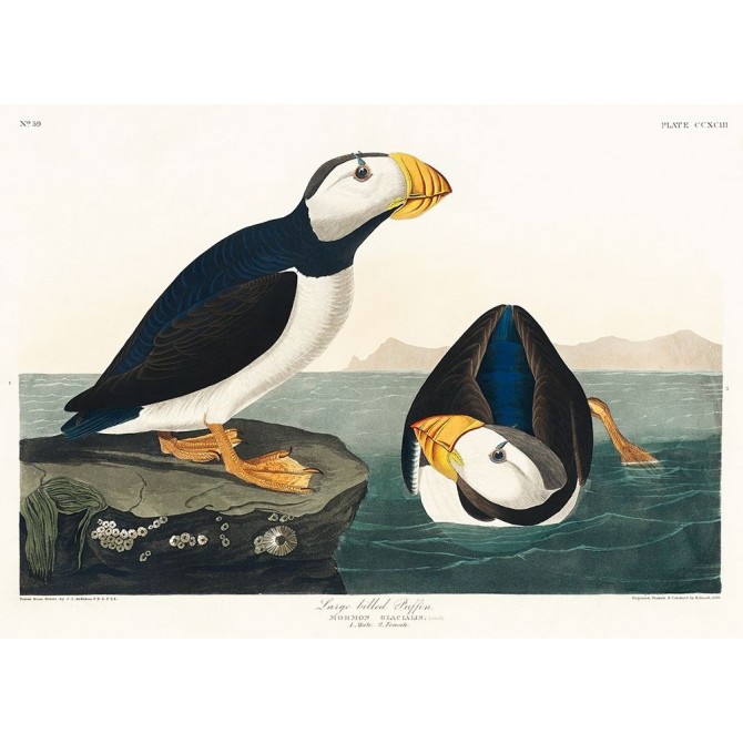 Large billed Puffin