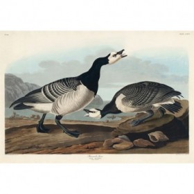 Barnacle Goose - Cuadrostock
