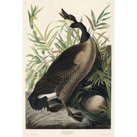 Canada Goose - Cuadrostock