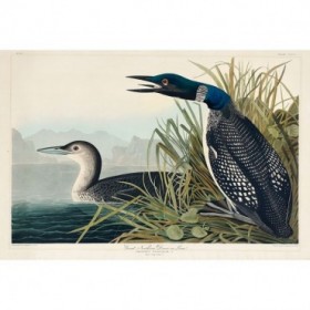 Great Northern Diver or Loon - Cuadrostock