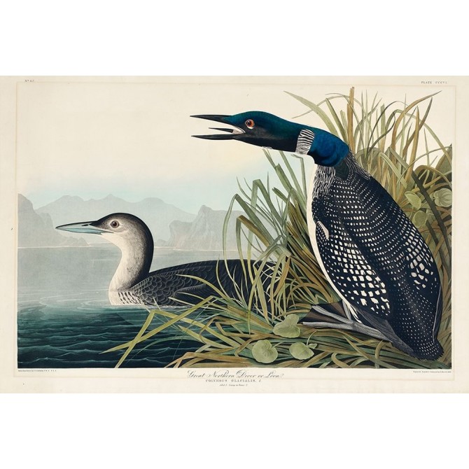 Great Northern Diver or Loon