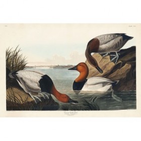 Canvas backed Duck