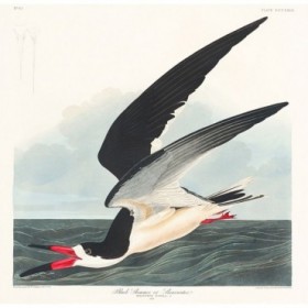 Black Skimmer - Cuadrostock