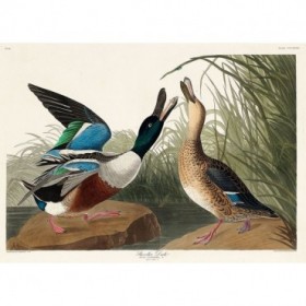 Shoveller Duck - Cuadrostock