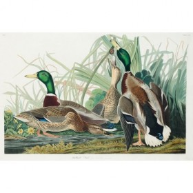Mallard Duck - Cuadrostock