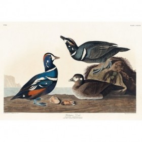 Harlequin Duck - Cuadrostock