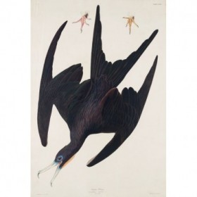 Frigate Pelican - Cuadrostock