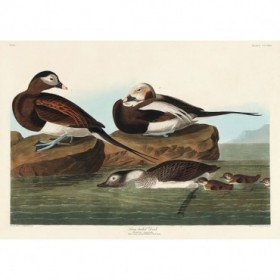 Long-tailed Duck - Cuadrostock