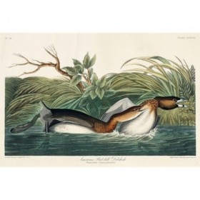 American Pied-billed - Cuadrostock