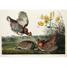 Pinnated Grouse - Cuadrostock