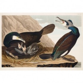 Common Cormorant - Cuadrostock
