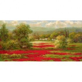Red Poppy Field  - Cuadrostock