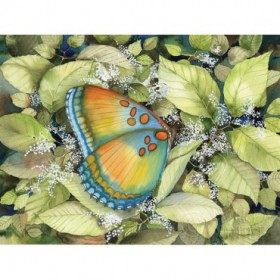 Royal Butterfly - Cuadrostock