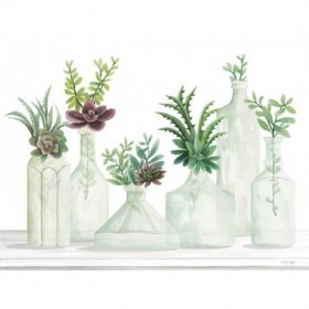 Succulent Bottles - Cuadrostock