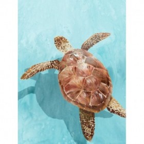 Ocean Deep Turtle II