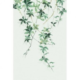 Enchanting Vine