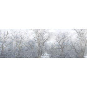 Mysterious Forest