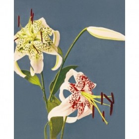 Lilies collotype from Japan - Cuadrostock