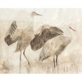 Sandhill Cranes 2 - Cuadrostock