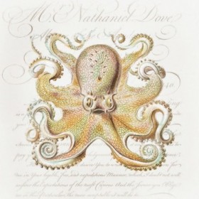 Octopus IV - Cuadrostock