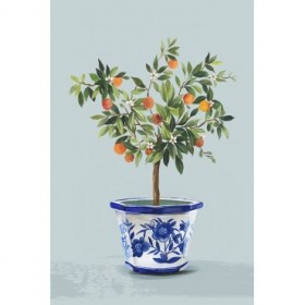 Orange Tree - Cuadrostock