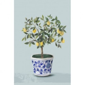 Lemon Tree  - Cuadrostock