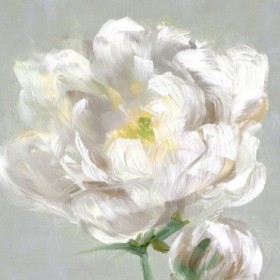 Peony Detail II