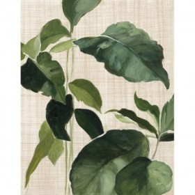 Tropical Study II Linen - Cuadrostock